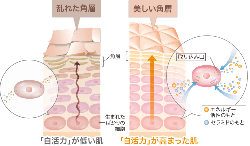 ファンケルの化粧液の特徴
