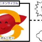 オルニチンサイクル